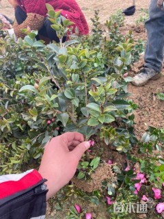 高度30厘米茶梅