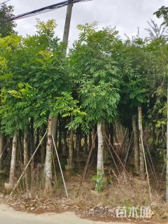 15公分桃花心木