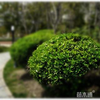 冠幅150厘米冬青球