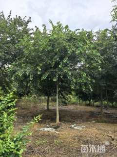 10公分朴树