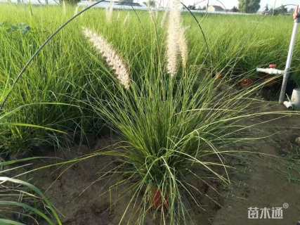 高度50厘米羽绒狼尾草