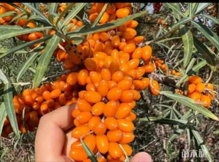 高度101厘米沙棘