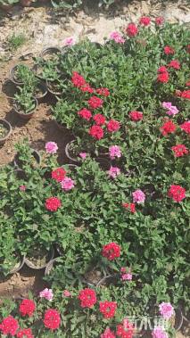 高度30厘米美女樱