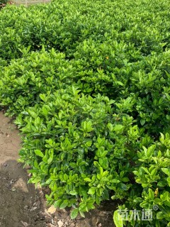 高度100厘米大叶栀子