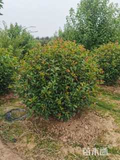 冠幅180厘米红叶石楠球