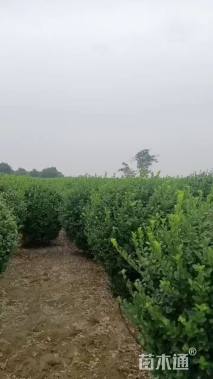 冠幅180厘米胶东卫矛球