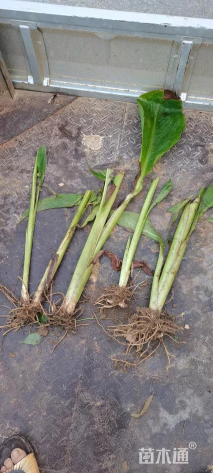 高度40厘米绿叶美人蕉