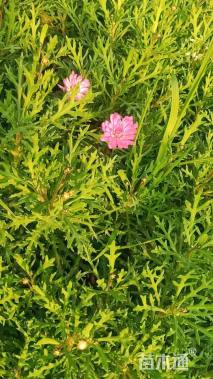 高度30厘米玛格丽特花