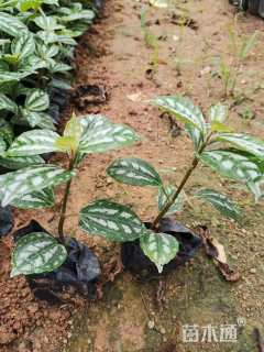 高度10厘米冷水花