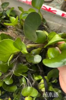 高度10厘米水葫芦