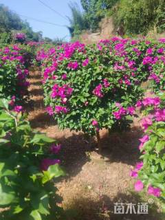 冠幅140厘米三角梅球