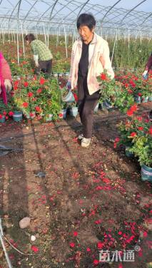 高度50厘米欧洲月季