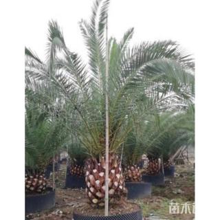 裸干高150厘米加拿利海枣