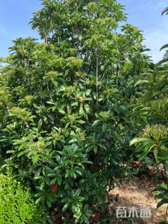 高度300厘米中华石楠