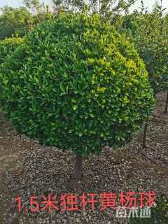 高度80厘米大叶黄杨