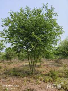 40公分(4杆)丛生朴树