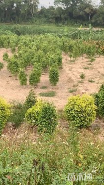 高度100厘米垂叶榕