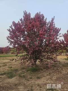 20公分绚丽海棠