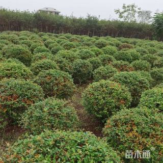 冠幅100厘米火棘球