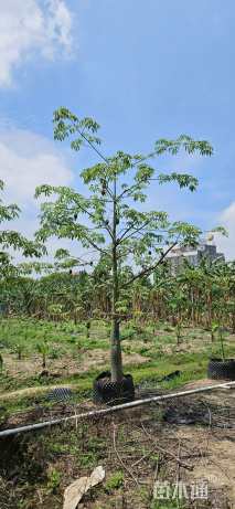 15公分大腹木棉