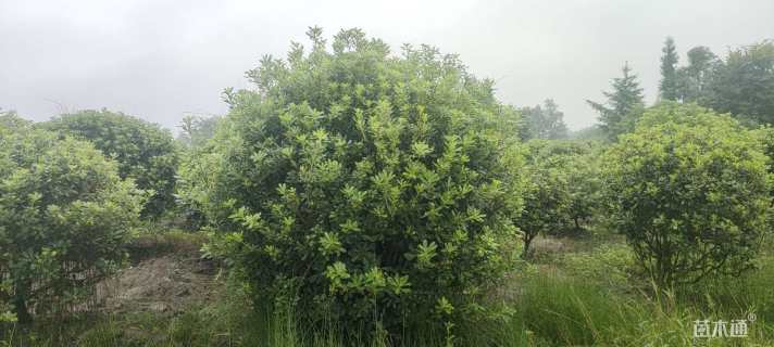 冠幅250厘米海桐球