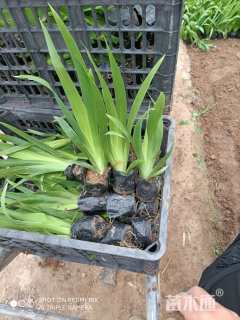 高度20厘米鸢尾