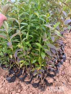 高度60厘米连翘