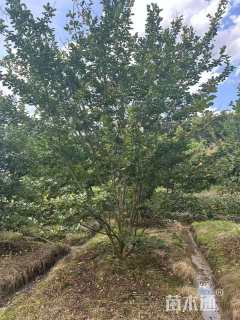 高度300厘米丛生紫薇