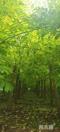 5公分矮接金枝槐