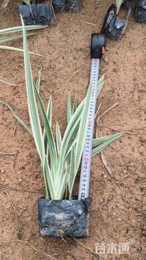 高度40厘米山管兰