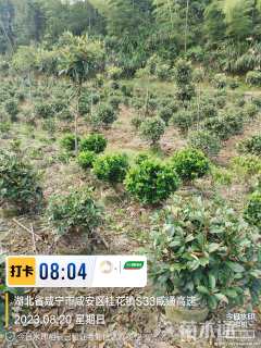 冠幅100厘米金森女贞球