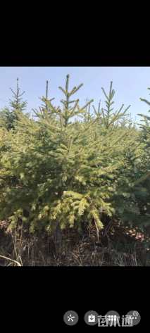 2公分云山八角枫