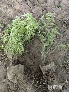 高度50厘米金叶莸