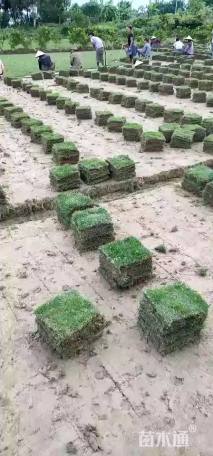 A-精品草毯