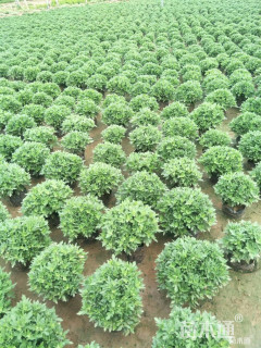 高度30厘米国庆菊