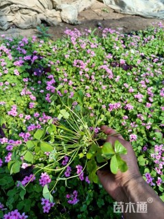 高度10厘米红花酢浆草