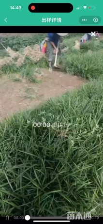 高度20厘米兰花三七草