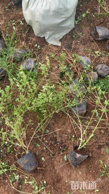 高度60厘米云南黄馨