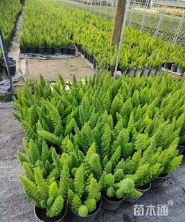 高度45厘米狐尾天门冬