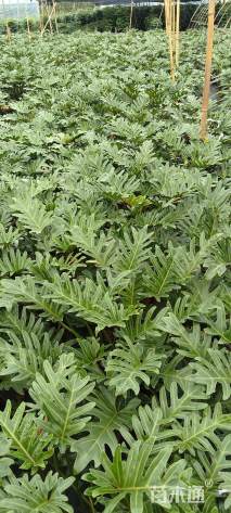 高度40厘米仙羽蔓绿绒