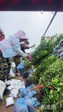 高度60厘米冬青卫矛