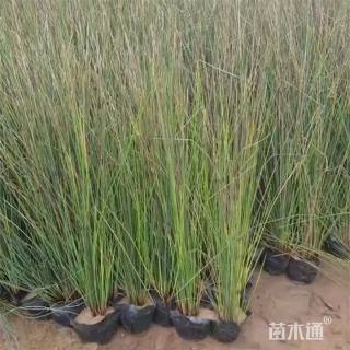 高度50厘米灯心草