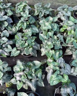 青城细辛2加仑(花脸细辛、花脸王、翻天印)