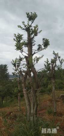 精品狗骨桩景、单杆/多杆大量供应