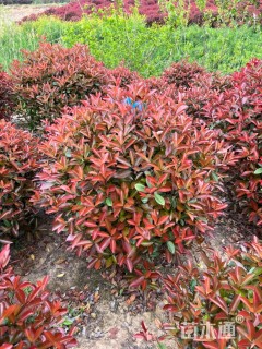 冠幅100厘米红叶石楠球