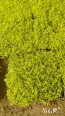 高度3厘米佛甲草