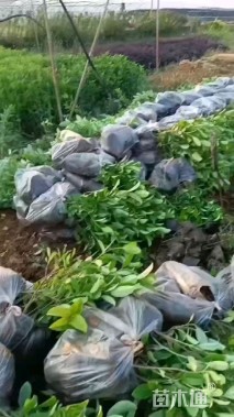 高度30厘米欧洲荚蒾