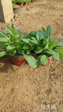 高度10厘米鼠尾草