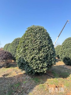 高度300厘米丛生桂花