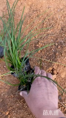 高度14厘米白花葱兰